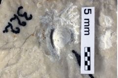 Foto (Detailansicht) von Galatheites wiedeni (NHMW-GEO-1990-0041-0322)